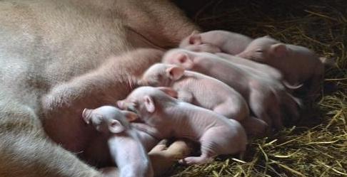 猪肉价格何时能重回“10元时代”，刘永好给出拐