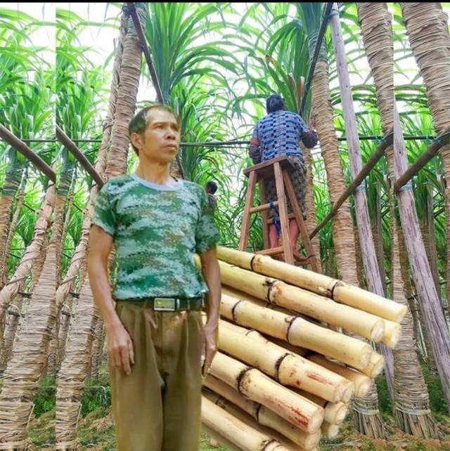 最费人工的甘蔗，木格白玉蔗甘蔗，你见过像树一样的甘蔗吗