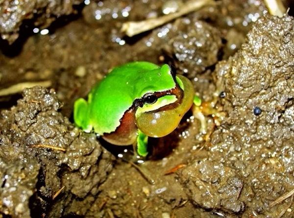 物种百科：秦岭雨蛙
