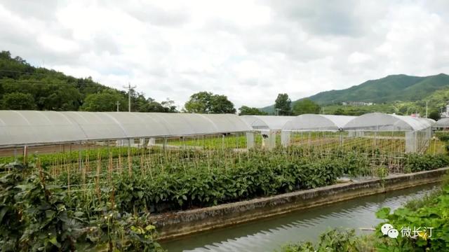 长汀县新桥镇：打造汀江山水康养小镇