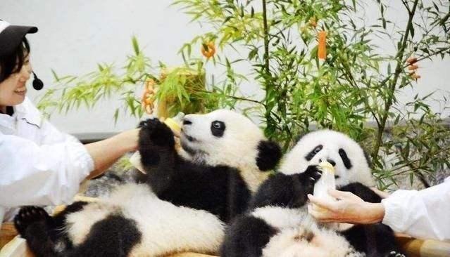 日本人吐槽大熊猫太脏，不干净！中国网友的回