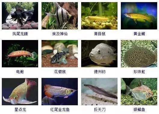 359种常见观赏鱼图谱，收好不谢