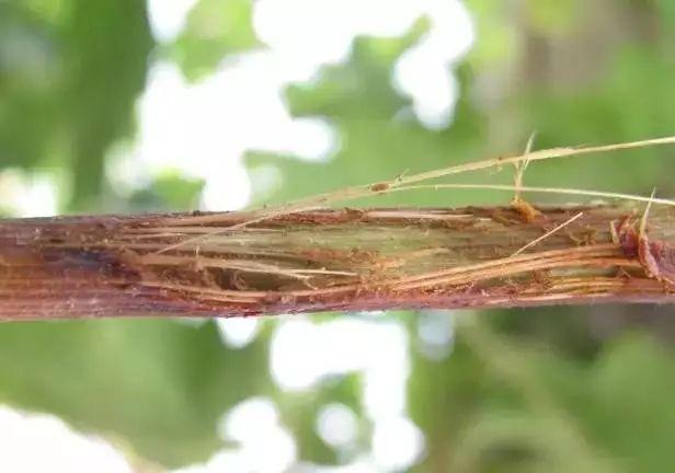 葡萄白腐病高峰期已至，果农不得不防，下雨后尤为注意