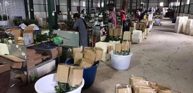 一束鲜花的进城之路：98天后，30%鲜花凋谢在路上