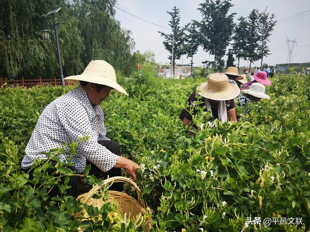 【新时代文明实践】平邑县“5.23”文艺志愿服务活动启动仪式暨第四届金银花农民丰收摄影大赛采风活动举行
