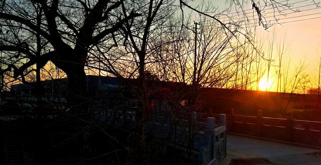 皖北宿州一奇观：树驮桥，桥驮树，相依相伴300年