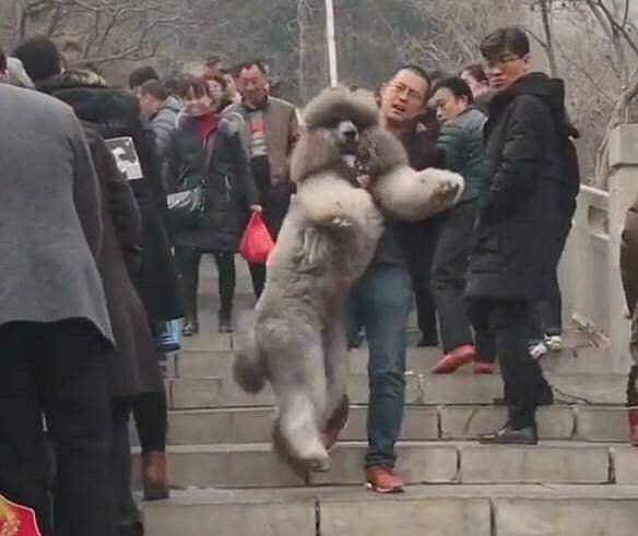150斤的巨型泰迪，是泰坦吧！