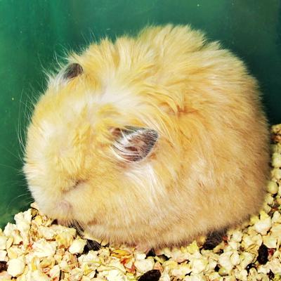 西施熊
