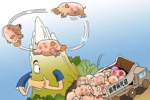 非洲猪瘟为何难以控？基层真实体验为你揭晓基