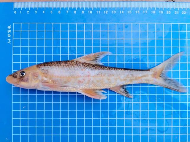 金沙江乌东德水电站尾水集鱼试验取得阶段性成果