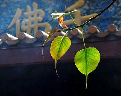 《正念的奇迹》：94岁，流亡异国，他的这本书让9000万人走出迷茫