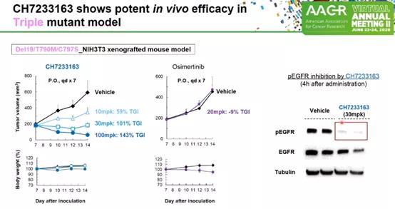 堪称第四代EGFR抑制剂——CH7233163。此次公布的是其临床前数据，体外肿瘤细胞株和小鼠实验均显示，CH72331