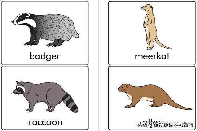 图片[23]-113张图让你记住所有动物类英语单词，分类汇总，建议收藏起来-笑傲英语网