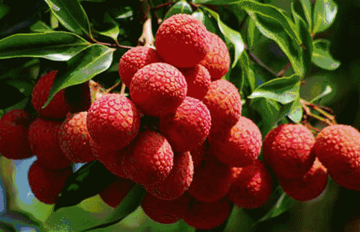 三亚1.5h直达！这座全国荔枝第一甜的海滨古城，