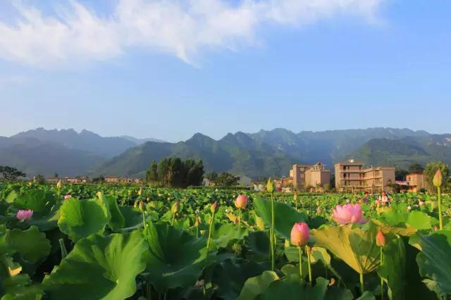 西安賞荷地圖出爐，這個夏天的賞荷之旅，趕快安排起來吧