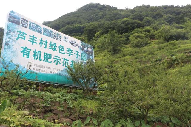 筠连巡司脆红李熟了 体验生态美味正当时