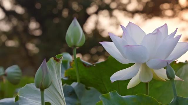 弘扬中医药文化 助力健康中国-山东有线享TV精彩纪录片引领我们走进中医药，选择相信并使用中医药！