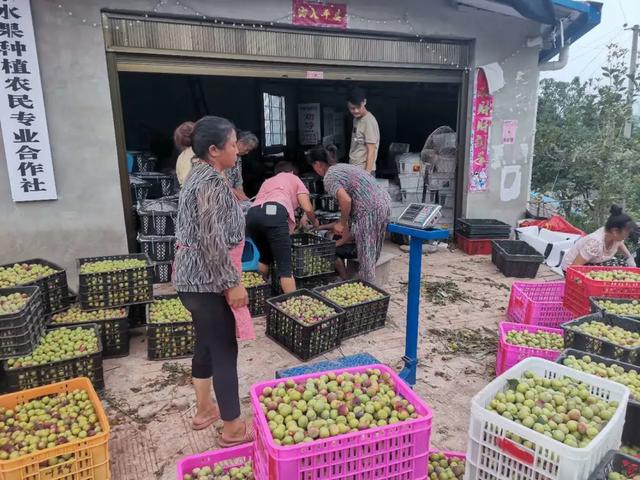 高县沙河：小小李子变“金果” 铺就当地农民致富路