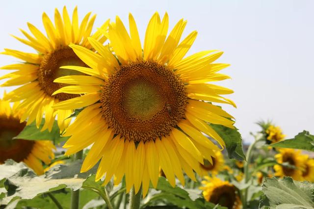 菏澤這個公園有一大片向日葵花田，美翻了…