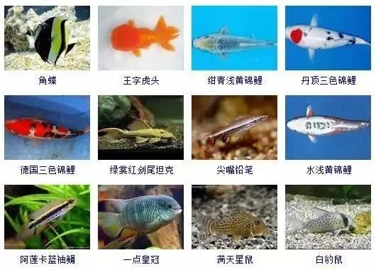 359種常見(jiàn)觀賞魚(yú)圖譜，收好不謝