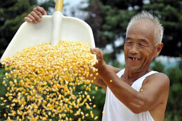 专家不解！粮食涨价了，为何农民还高兴不起来