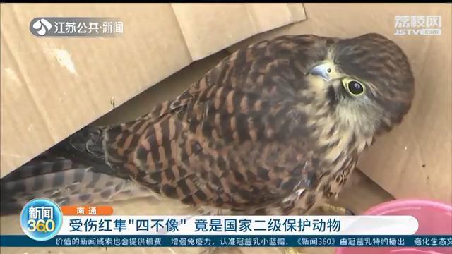 院里飞来&ldquo;四不像&rdquo;受伤小鸟 竟是国家二级保护动物红隼