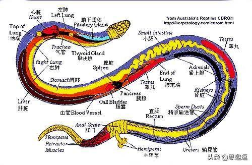 蛇的七寸在哪图解