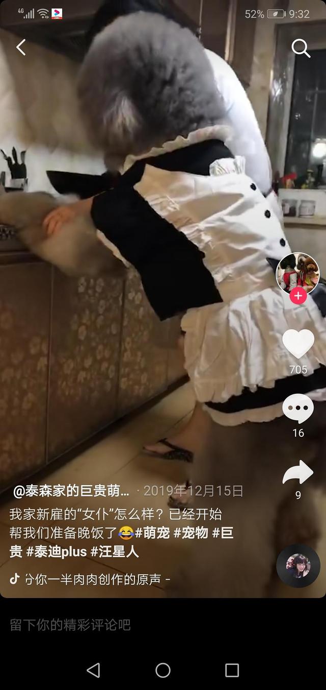 150斤的巨型泰迪，是泰坦吧！