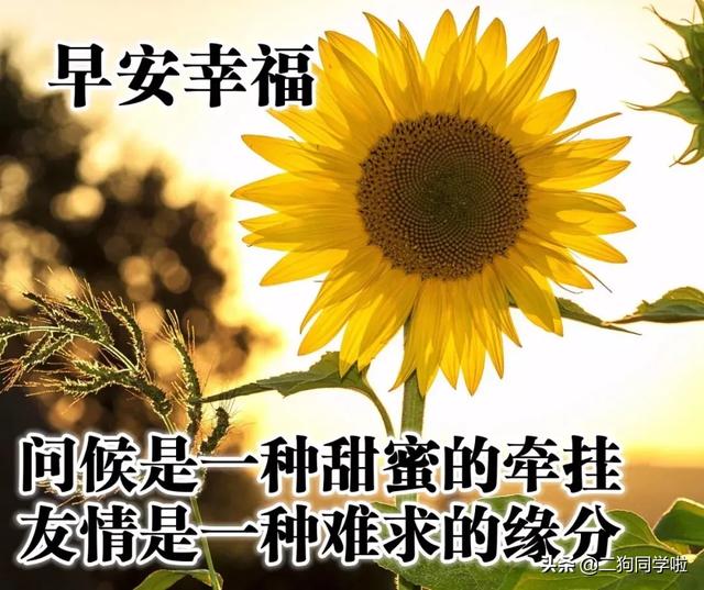 早上好问候语文字带图片 早上好表情包带字问候