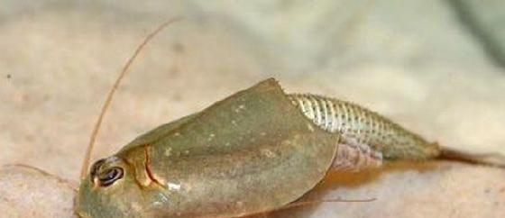 三眼恐龙虾，看起来可怕，但它却是2.2亿年就一直生活着
