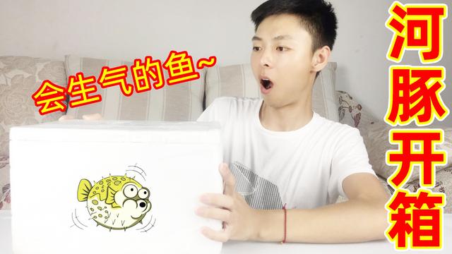 生气的河豚膨胀