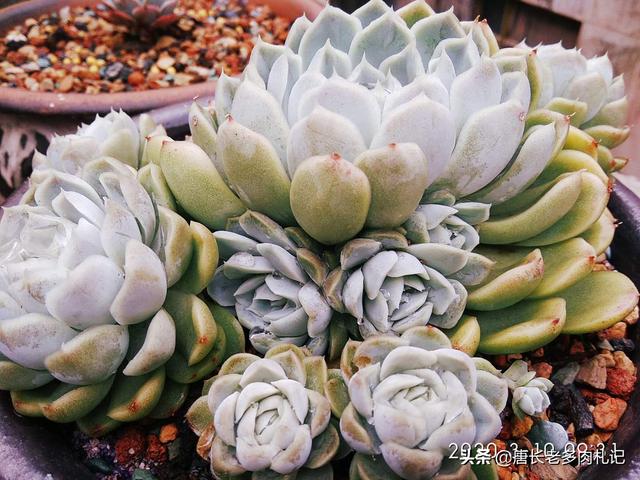 多肉被老鼠咬了怎么处理？