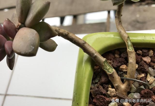 多肉被老鼠咬了怎么处理？