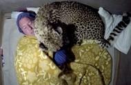 Man and two cheetah become a friend to sleep cheetah together when the pillow every night