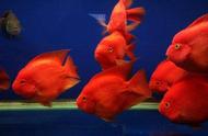 红红鹦鹉鱼的养殖秘诀大公开！
