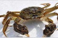 Crab breed aquatics door how to prevent those who accuse lazy crab to form