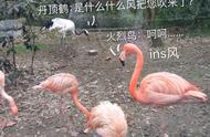 After red -crowned crane encounters flamingo...