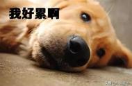 形容人很劳累累得像狗一样的词语有哪些