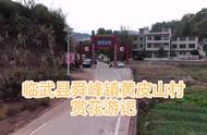 小小油菜花，风吹左右摆。