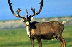 Be regarded as by local " divine deer " " white