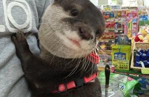 Cure fastens otter coffee hall more, urine otter a