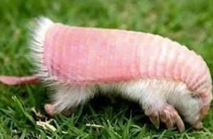 Pink armadillo appears arouse a controversy, the e