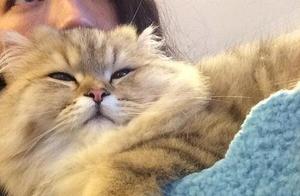 The value that Shu Qi raises is good a tens of thousands of Jin Jila cat, look is real too bud