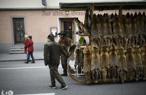 Never rely on to breed, the feral fox skin here go up at every turn 10 thousand, the animal protecte