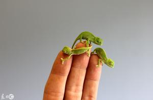 The small chameleon with 5 long centimeter, bud changes your heart, hold in the palm be afraid of re