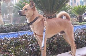 Rural dog also divides China Greater Dog is: Which is the earthy dog of your home a kind