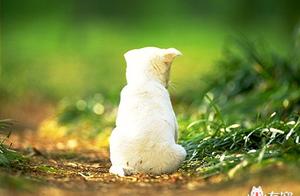 The little fair dog that raises obviously, but be 