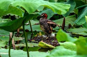 Pond of community lotus root came a few mallard, produce an egg 6, bud bud expression is become 