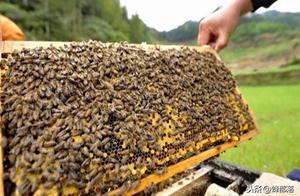 The stone hole bee colony that closes newly, do lienal not orderly how to handle? The subtle move of