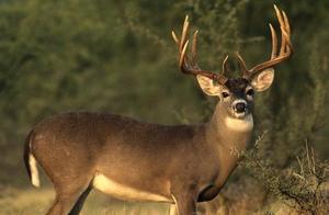 China's precious old species - white lip deer, be regarded as 